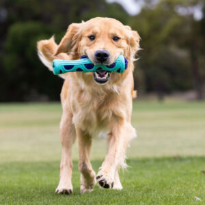 GO GET FETCH BUMPER Dog Toy