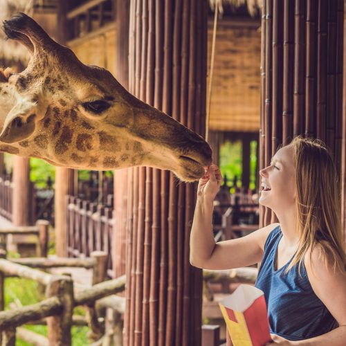 Happy young woman watching and feeding giraffe in zoo. Happy young woman having fun with animals safari park on warm summer day.